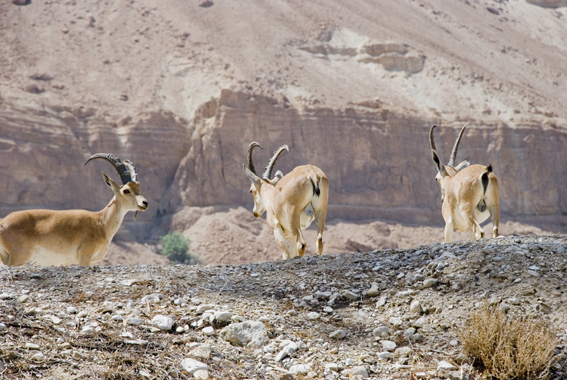 christmas in bethlehem
