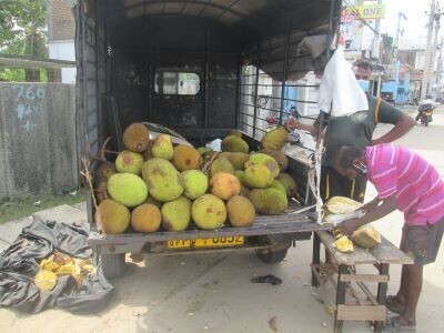 யாழ் பலாப்பழங்களுக்கு மவுசு!