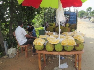 யாழ் பலாப்பழங்களுக்கு மவுசு!