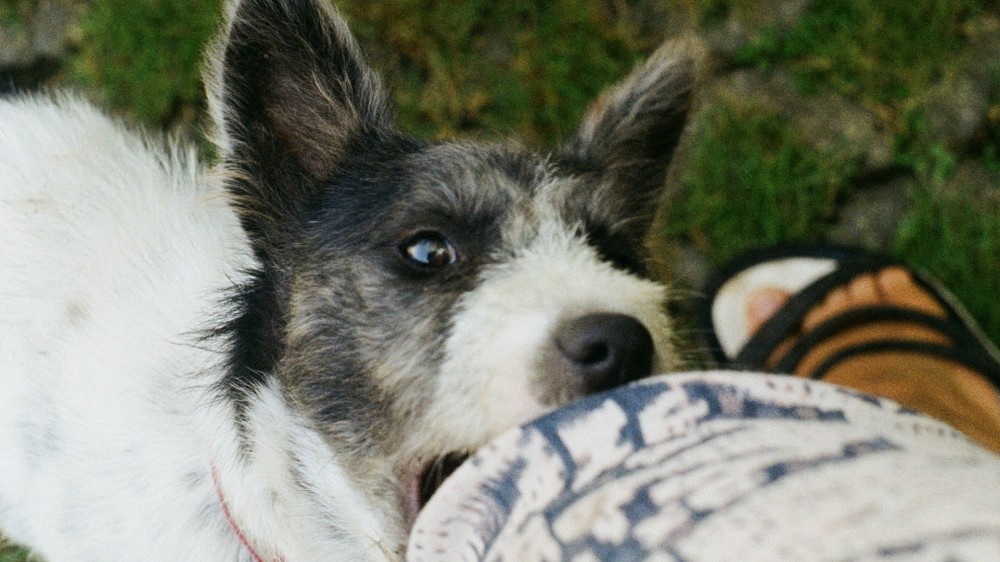 இளம் குடும்பஸ்த்தர் விசர் நாய் கடித்து மரணம்