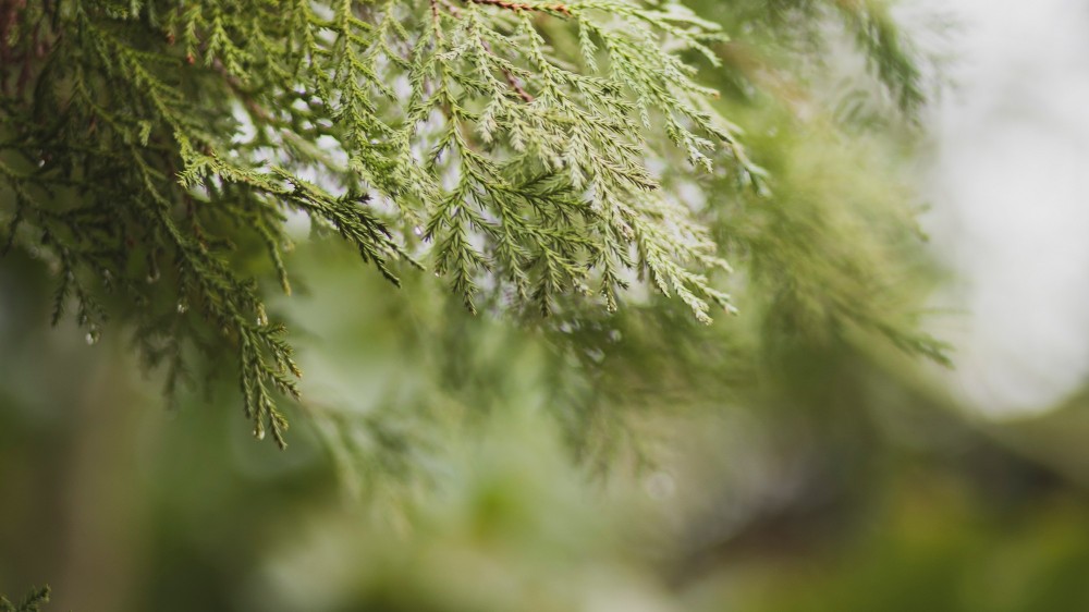 மந்திகை பொதுச்சந்தை மீண்டும்திறக்கப்பட்டுள்ளது