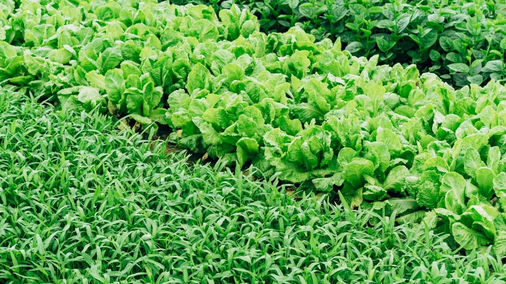 கிழக்கில் சேதனப் பசளை உற்பத்தியை ஊக்குவிக்க 40 மில்லியன் ஒதுக்கீடு