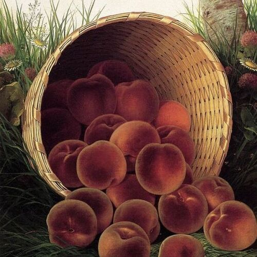 Peaches in an Upturned Basket