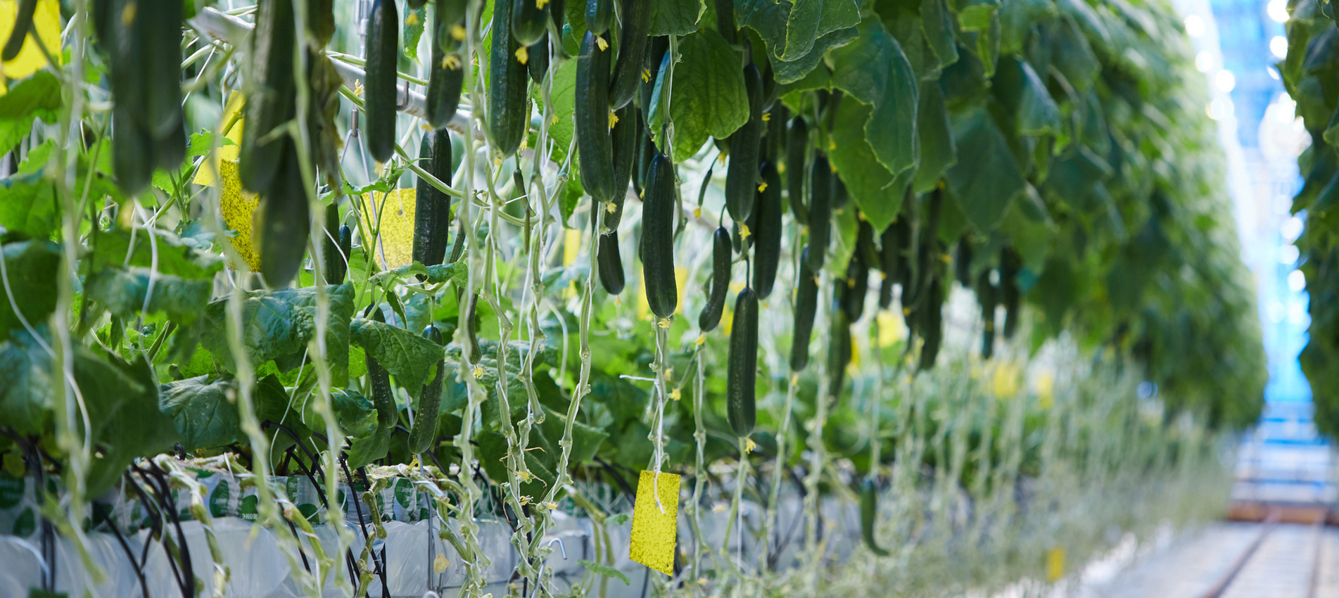 Cutting Carbon Footprint for Agriculture