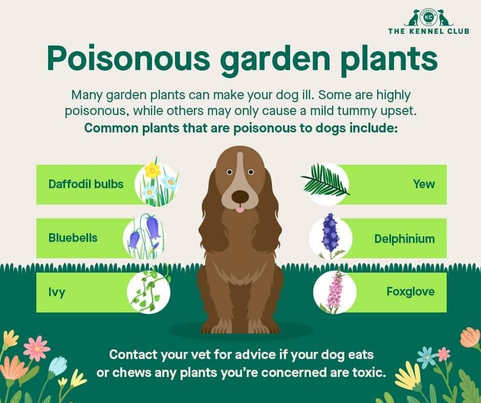 Poisonous Garden Plants