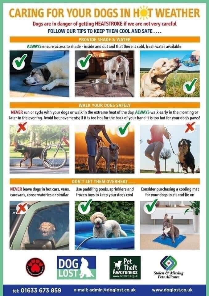 Caring For Your Dog In Hot Weather