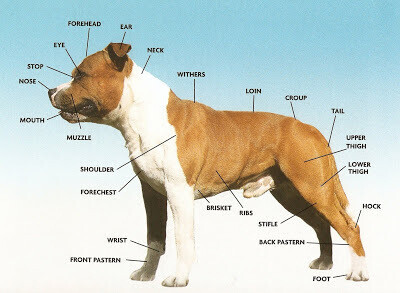 Points of the Dog