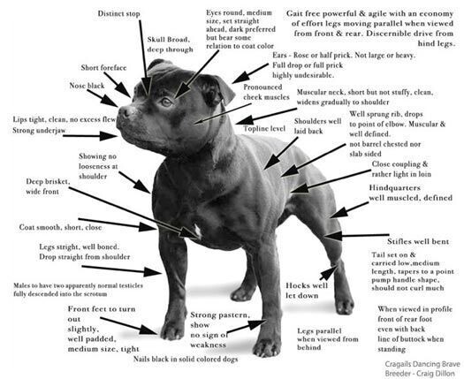 Points of the Breed Standard