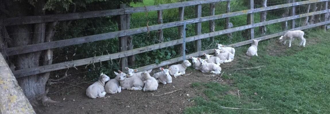 Pedigree Aberdeen Angus for Sale UK