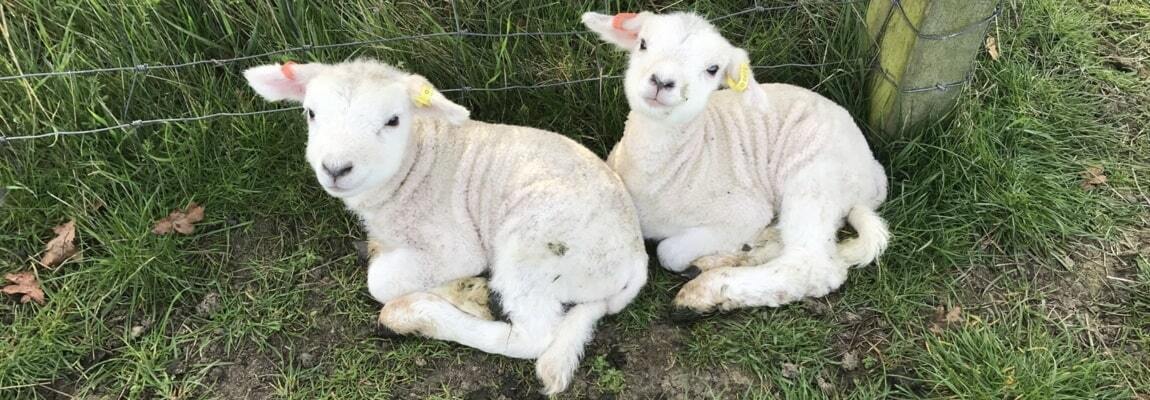 Aberdeen Angus Bulls for Sale UK