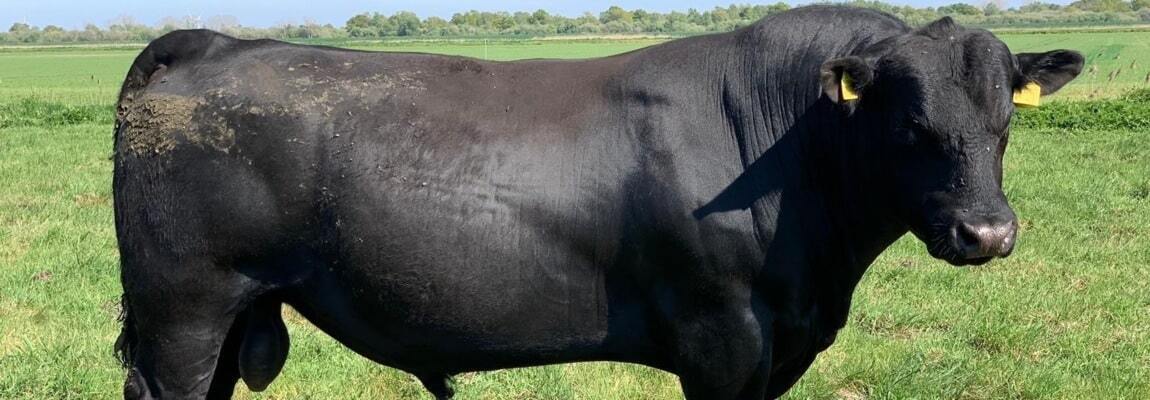 Wagyu Beef For Sale UK