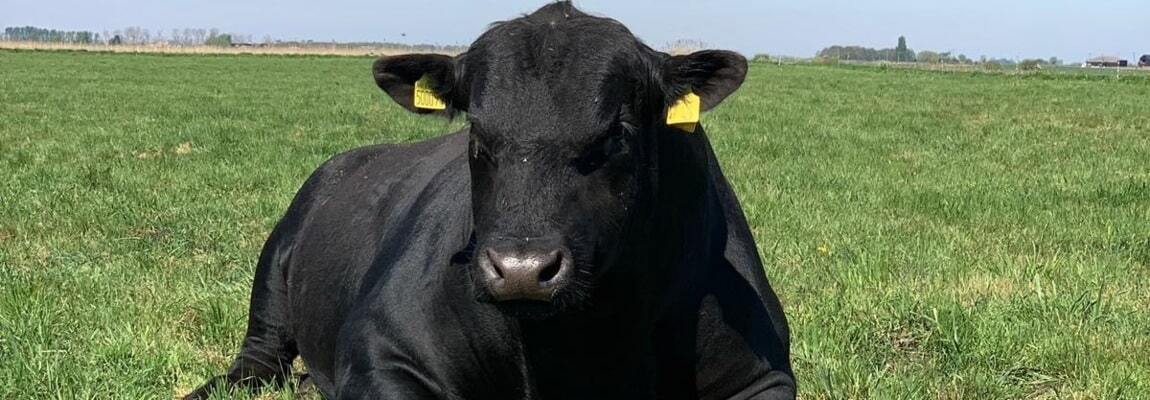 Pedigree Aberdeen Angus for Sale UK