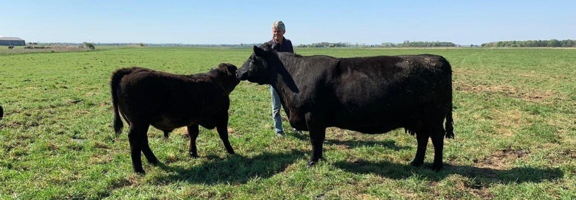 Aberdeen Angus Bulls for Sale UK