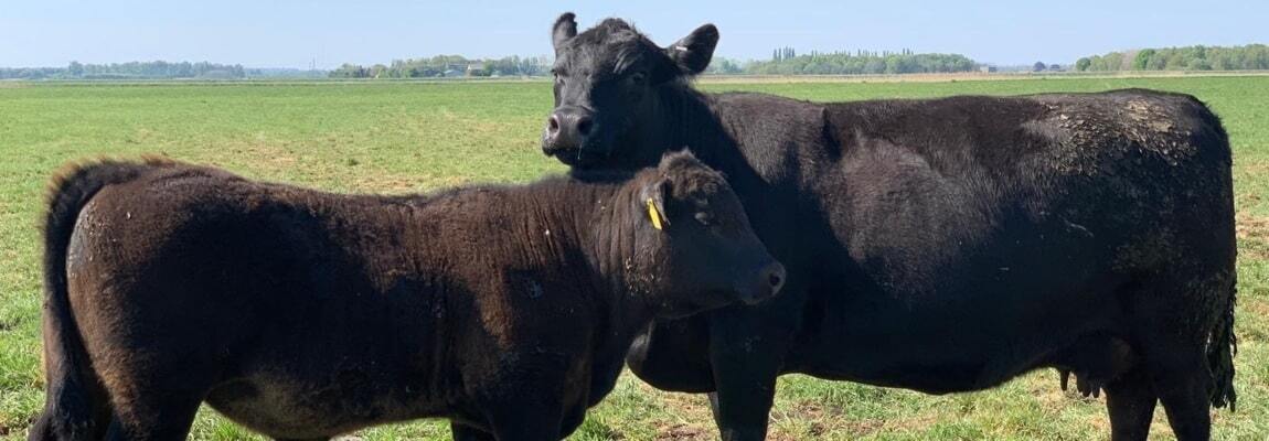 Wagyu Beef For Sale UK