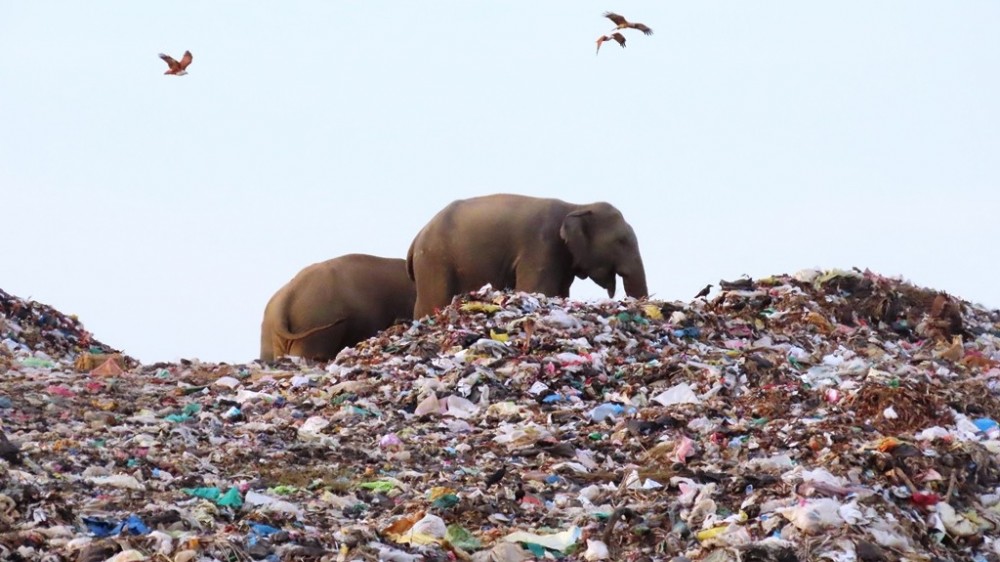 திண்மக் கழிவுகளிலிருந்த இயற்கை உரம் - குப்பைகளை உண்ண வரும் யானைகள் குறைவடைந்தது