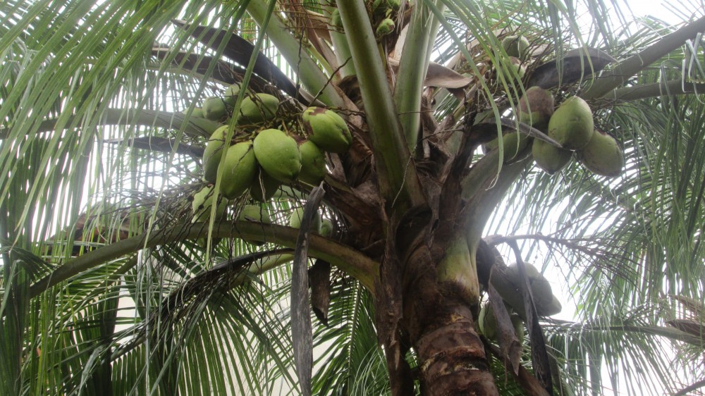 தேங்காய்த் திருடர்களின் கைவரிசை! ஒரு தேங்காய் 100 ரூபாய்!