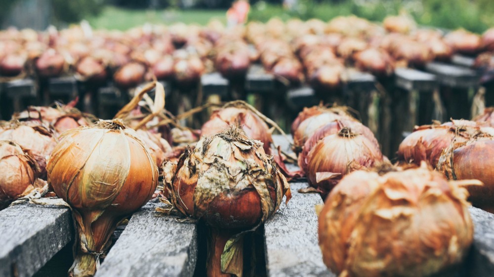 வடமராட்சியில் சின்ன வெங்காயத்தின் அறுவடை தீவிரம்