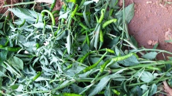 தங்களது அடாவடித் தனத்தை மிளகாய் செடிகளில் காட்டிய விஷமிகள்