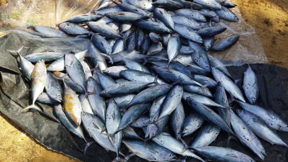 நிந்தவூரில் அமோக மீன்பிடி