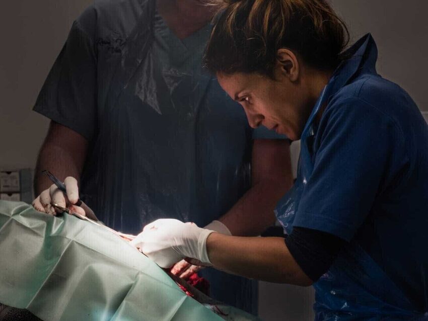 Surgery | Rose Valley Vets