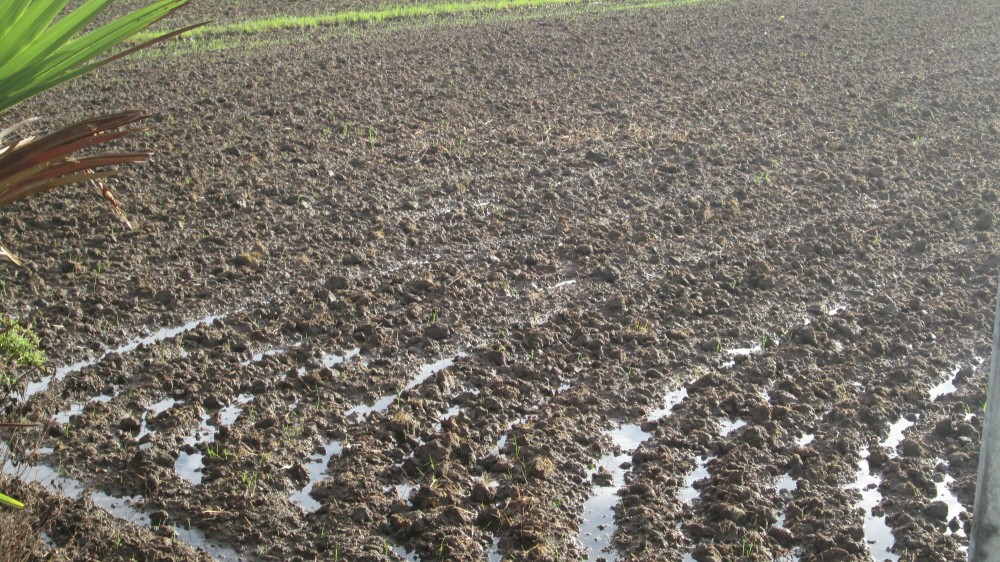 நெற்செய்கை அம்பாறையில் ஆரம்பம்