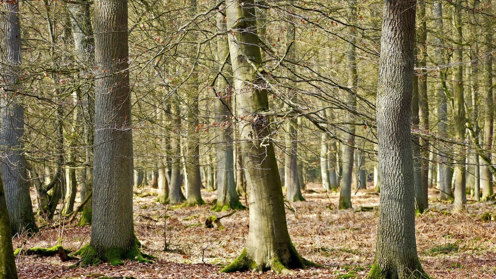 மிதிவெடி அகற்றப்பட்டு காணிகள் உரியவரிடம் ஒப்படைப்பு