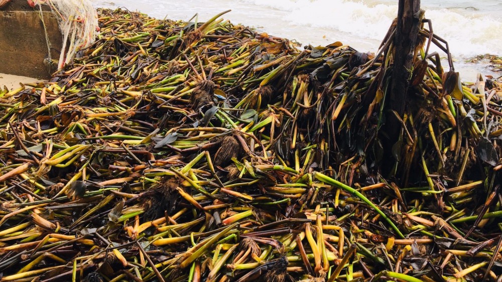 பெயர் தெரியாத தாவரம் கரை ஒதுக்கம்