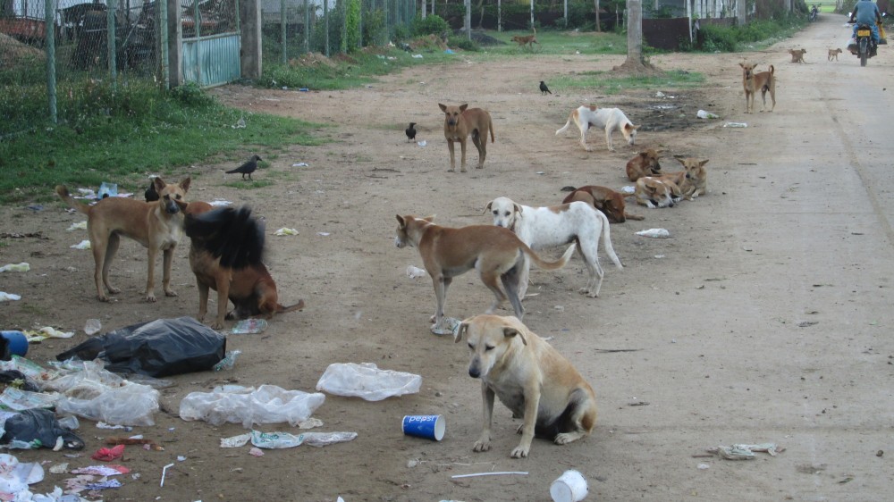 கட்டாக்காலி நாய்கள்