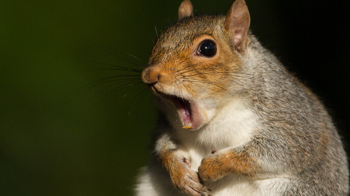 Squirrels and badgers