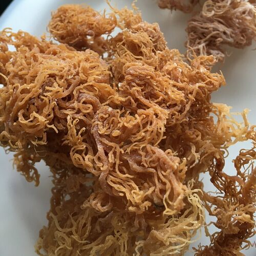 Gracillaria Sea Moss “Chocolate”