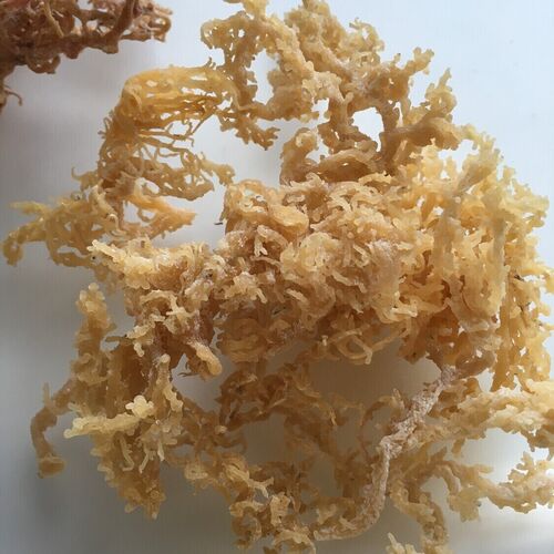 Gold Sea Moss Eucheuma Cottonii Variety