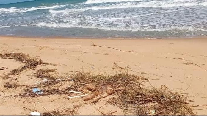 கோரியடிப் பகுதியில் உருக்குலைந்த நிலையில் சடலம்