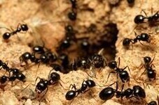 Ants