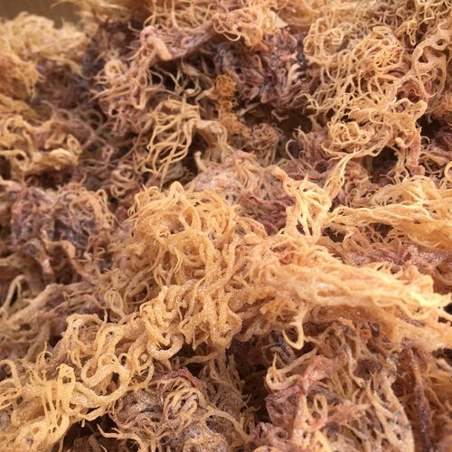 Gracillaria Sea Moss “Chocolate”