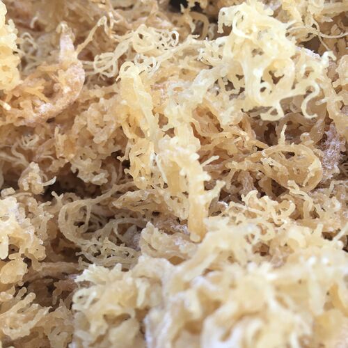 Gold Sea Moss Eucheuma Cottonii Variety