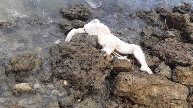 அடுத்தடுத்து கரை ஒதுங்கும் இனந்தெரியாத சடலங்கள்