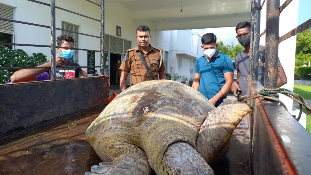 கடல் ஆமையுடன் ஒருவர் கைது