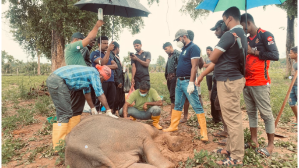 உடல்நிலை பாதிக்கப்பட்ட யானைக் குட்டி