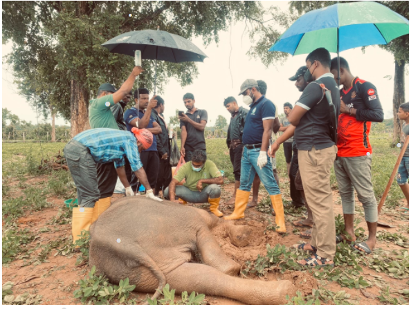 உடல்நிலை பாதிக்கப்பட்ட யானைக் குட்டி