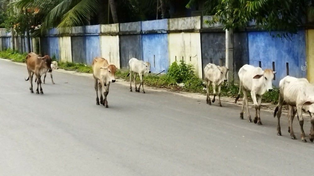 கட்டாக்காலிகள் தொல்லை