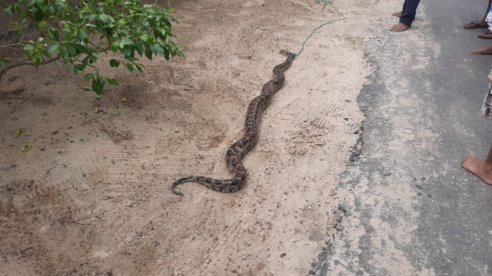 15 ஆடி நீளமான மலைப்பாம்பு