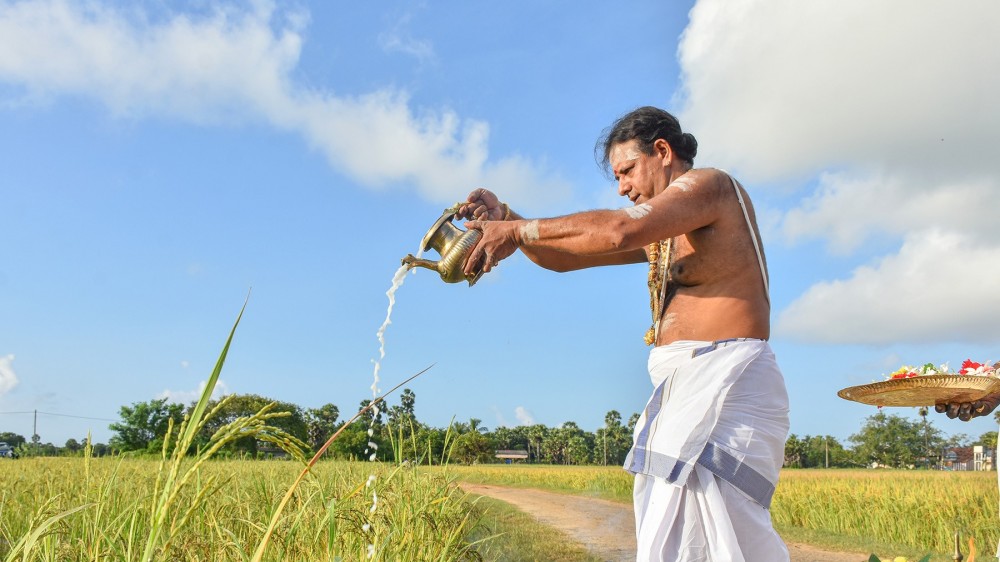288ஆவது ஆண்டாக நடைபெறும் நெற்புதிர் அறுவடை விழா