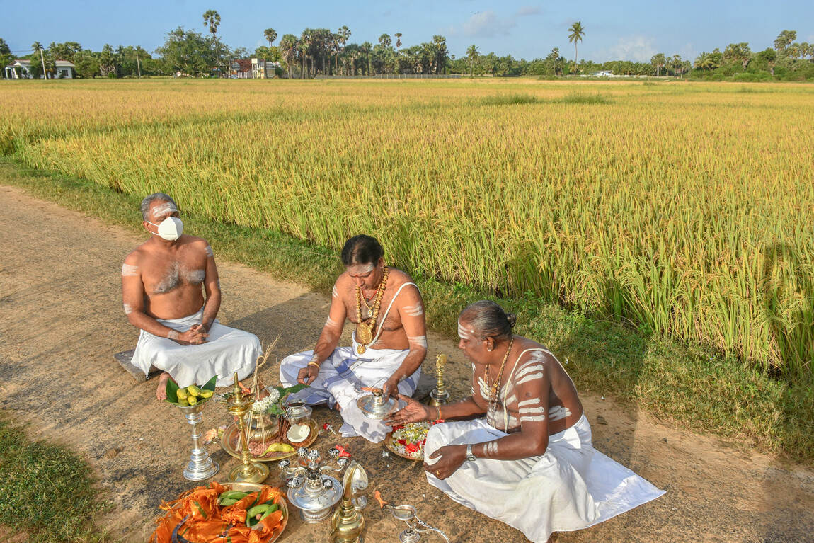 288ஆவது ஆண்டாக நடைபெறும் நெற்புதிர் அறுவடை விழா