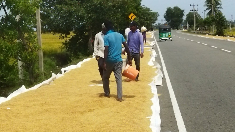 அறுவடை ஆரம்பம்