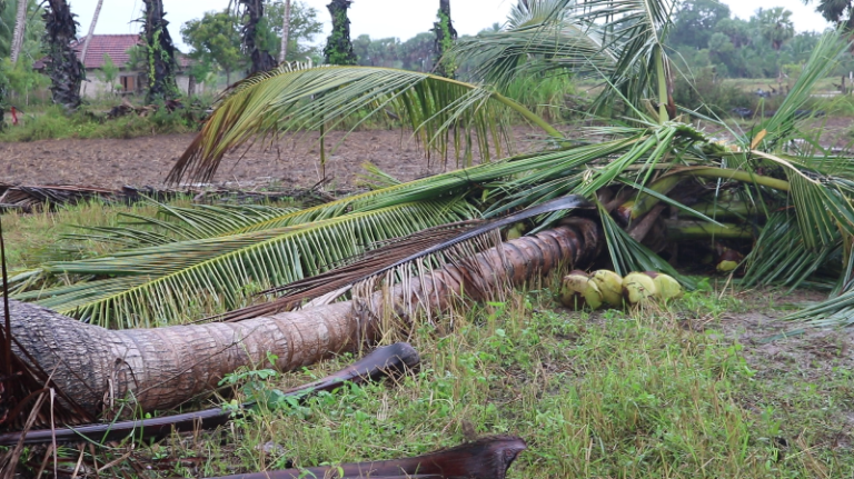 வாழ்வாதார பயிர்களை அழிக்கும் காட்டு யானைகள்