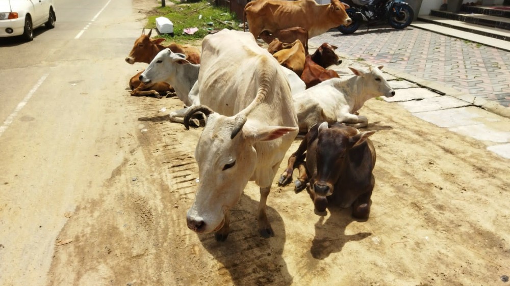 கட்டாக்காலிகள் தொல்லை