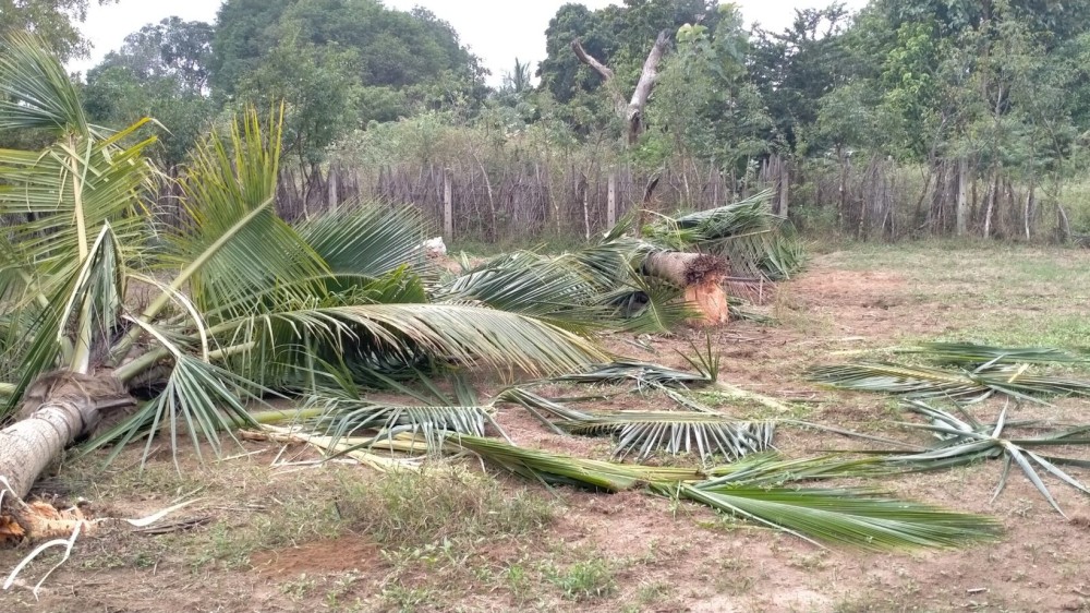 தென்னந் தோப்பை அழித்து நாசமாக்கிய காட்டு யானைகள்