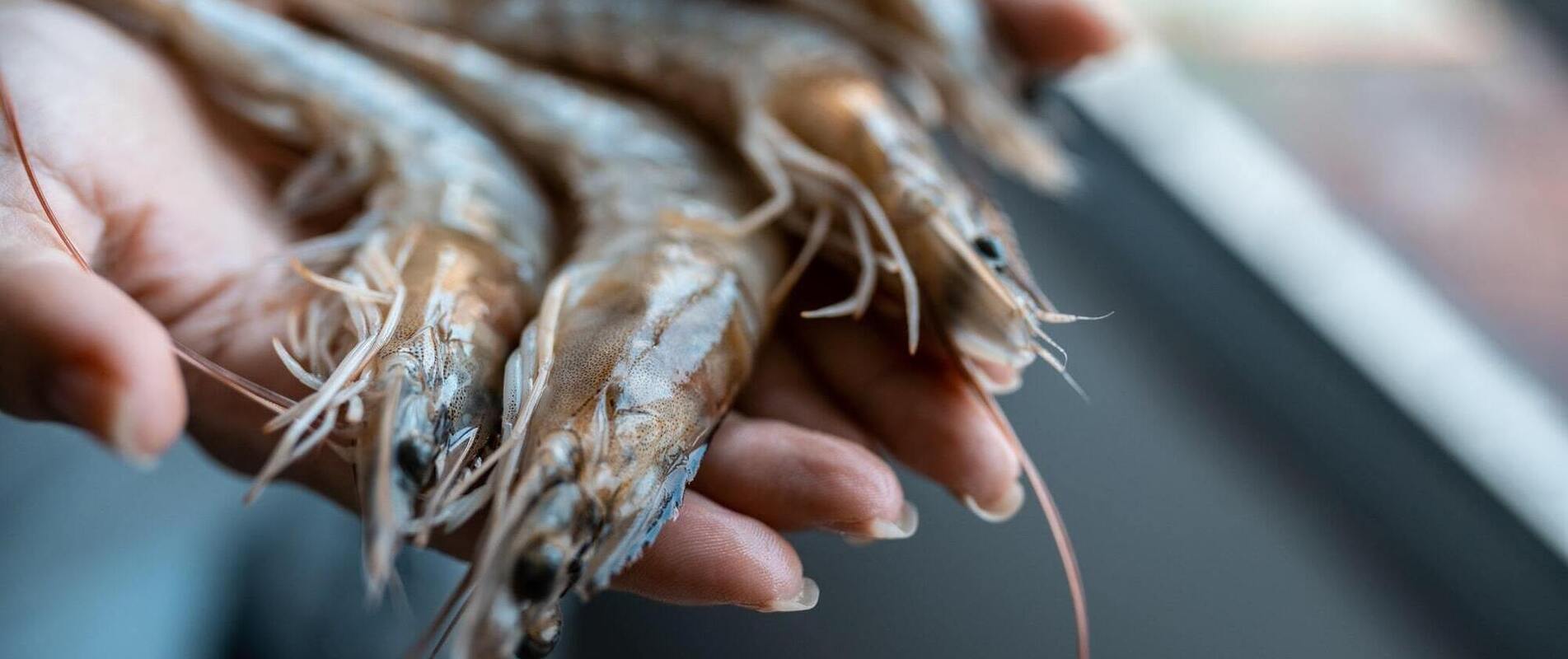 Live Fish Production