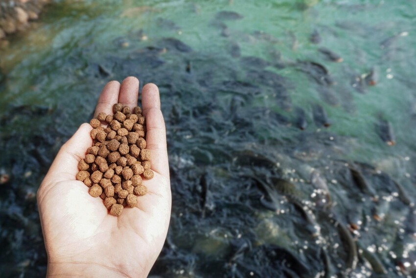 Aquaculture Revolutionised