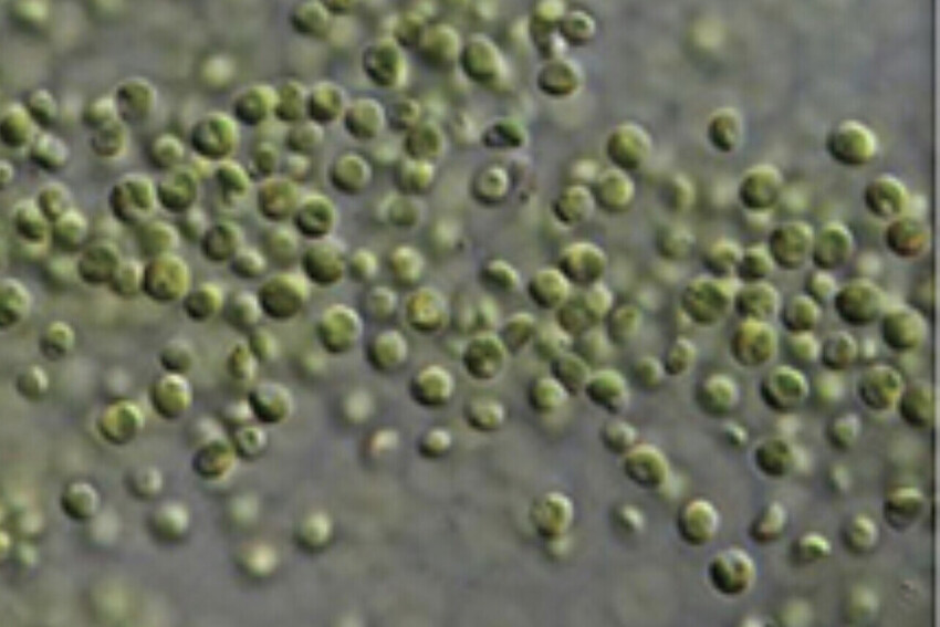 Feed production -Proteen™